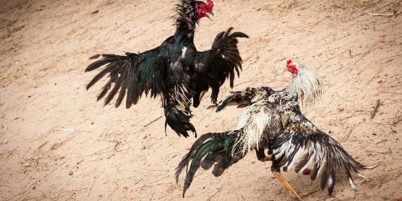 Đá gà savan Cách chơi Đá gà savan hiệu quả tại Rikvip