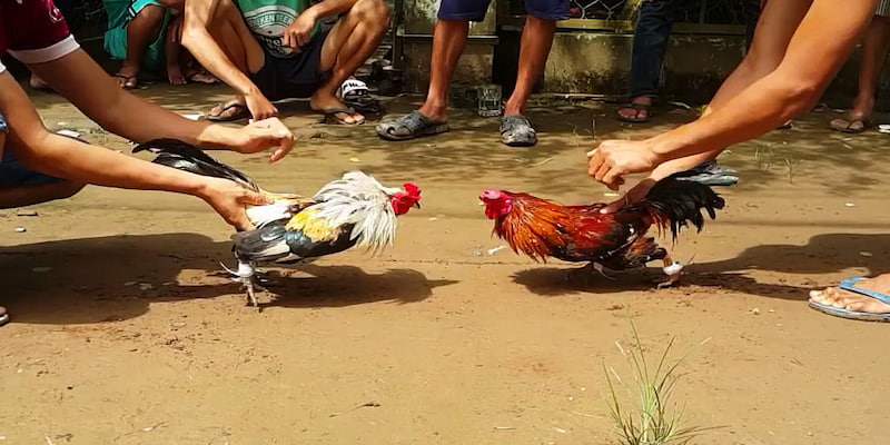 trường gà trọi Trải nghiệm tham gia trường gà trọi Rikvip